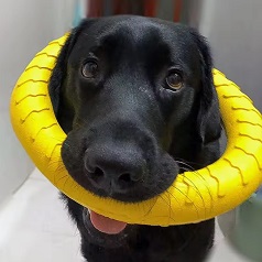 Anillo resistente a mordeduras